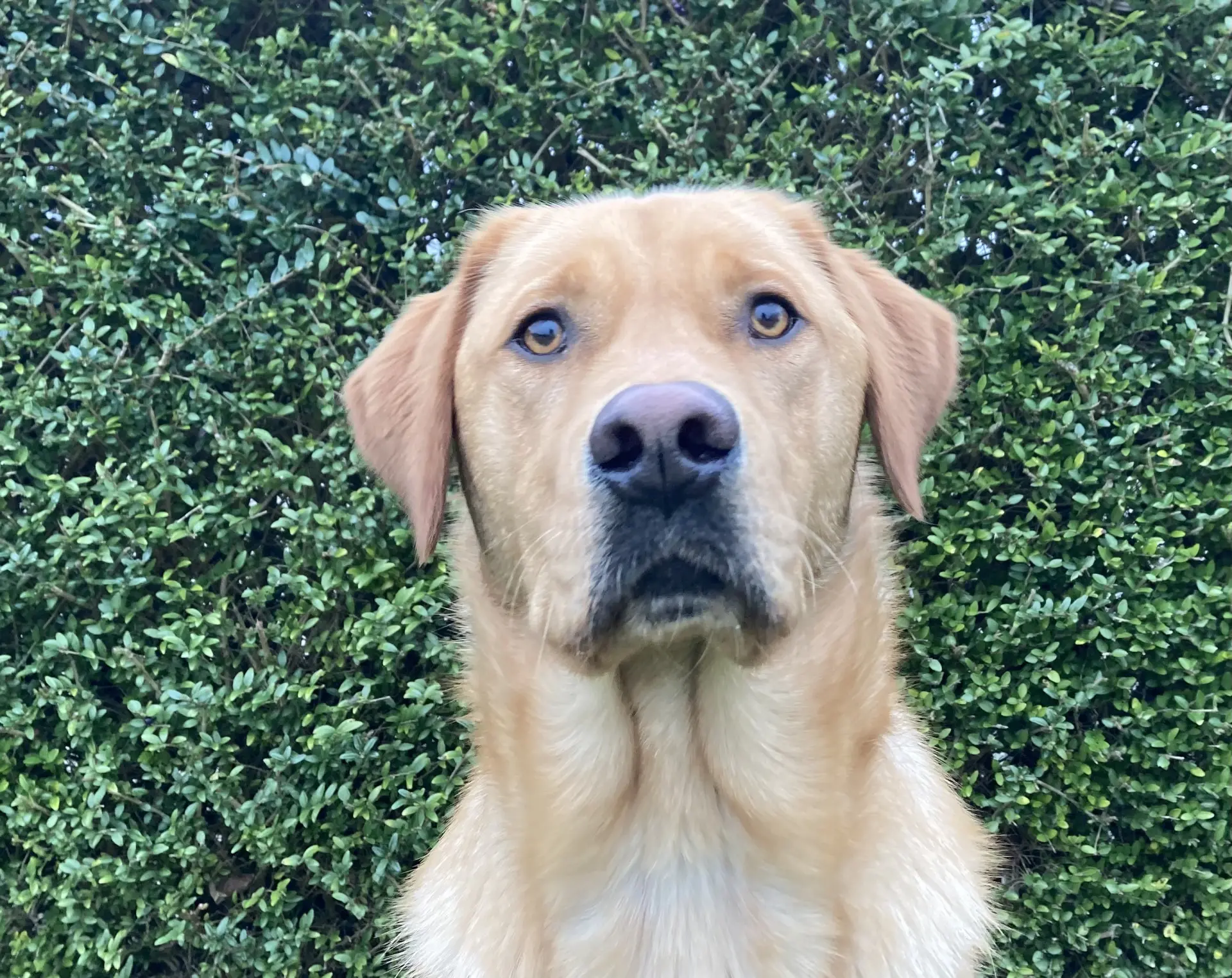 Izby gele reu labrador golden retriever