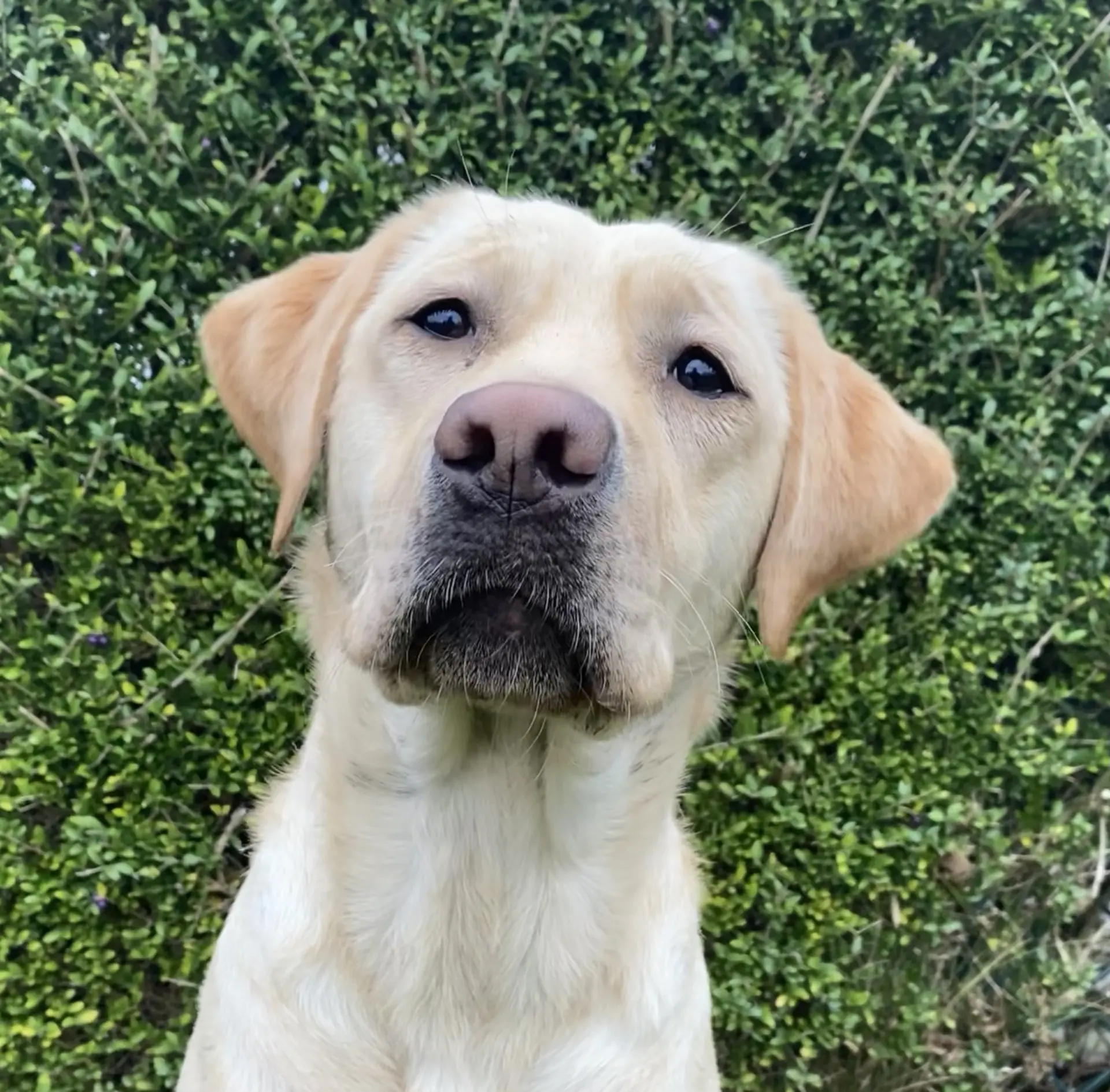 Jemma gele teef labrador retriever