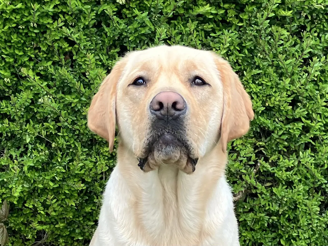 Jensen gele reu labrador retriever