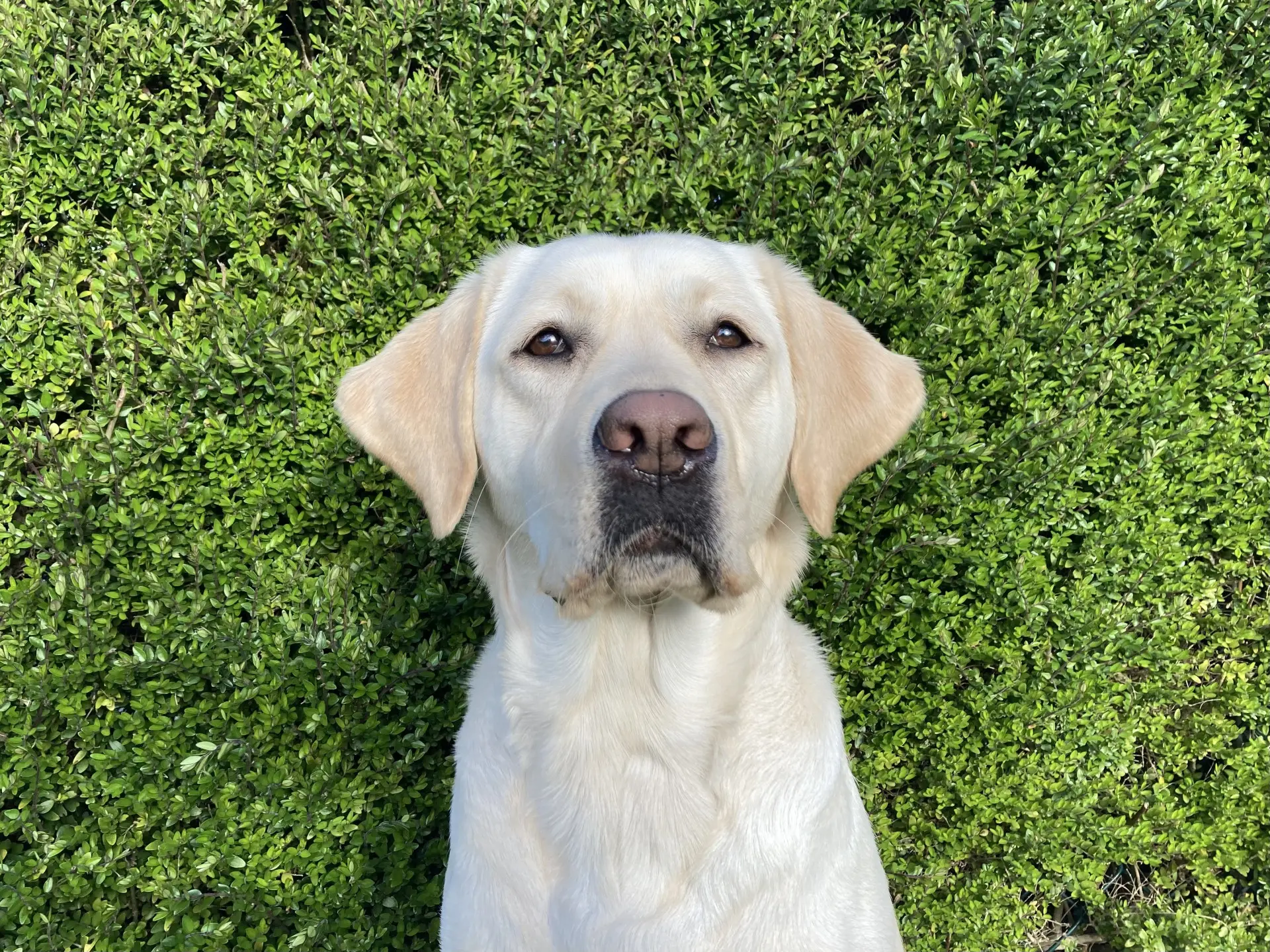 Juultje gele teef labrador retriever
