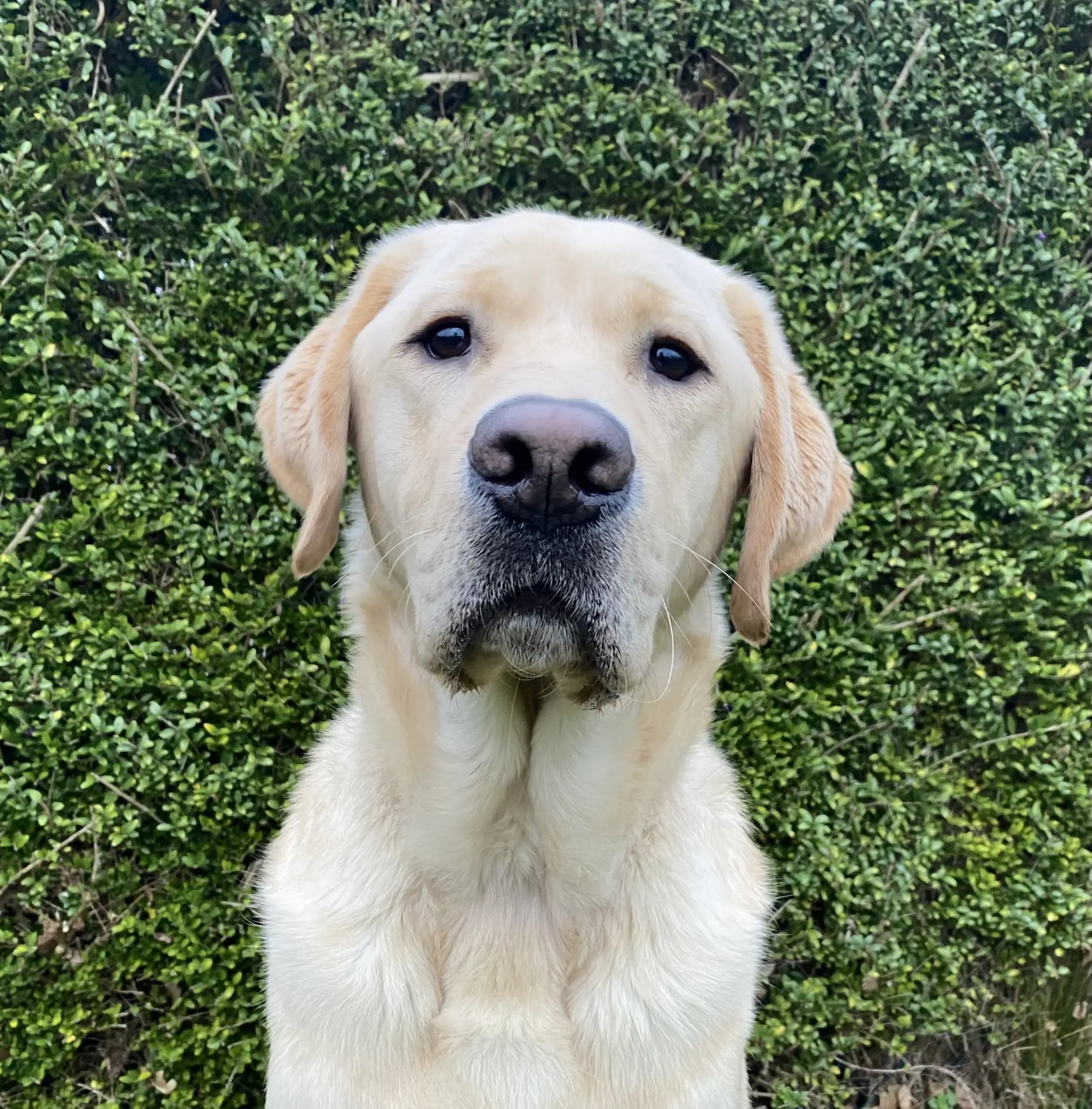 karel gele reu labrador retriever