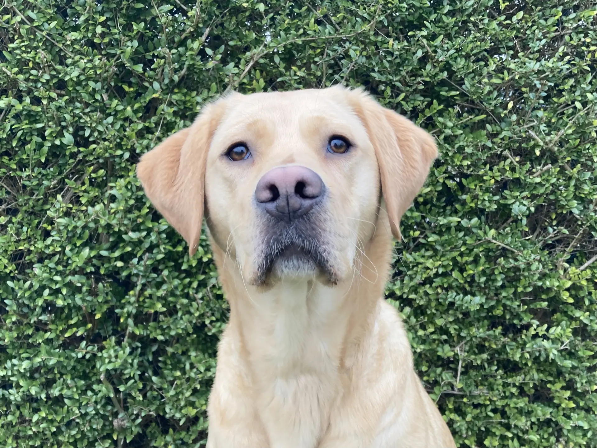 Kasou gele teef labrador retriever