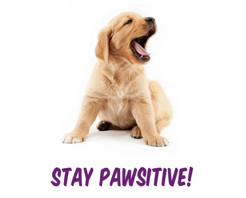 kaartje pup en tekst: stay pawsitive