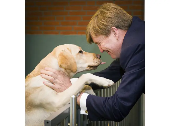 Koning Willem Alexander geeft een geleidehond in de kennel een knuffel