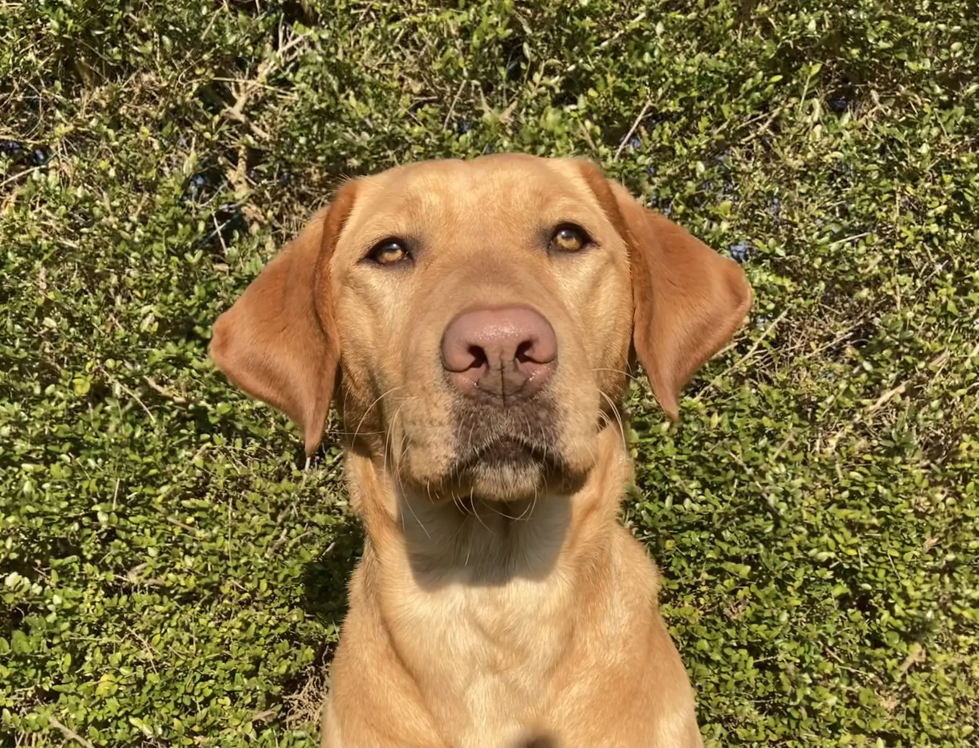 Labelle gele teef labrador retriever