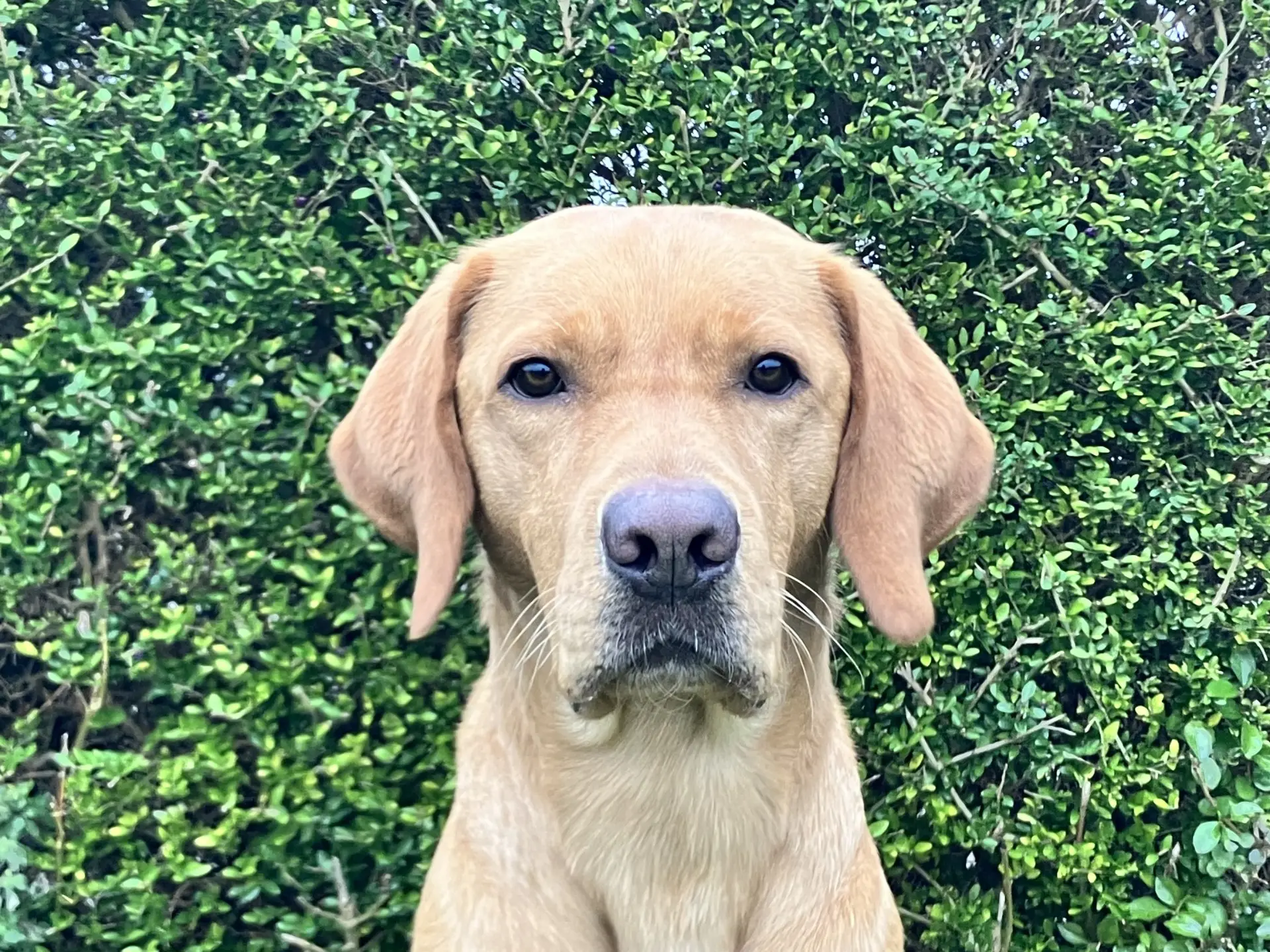 Lennox gele reu labrador retriever