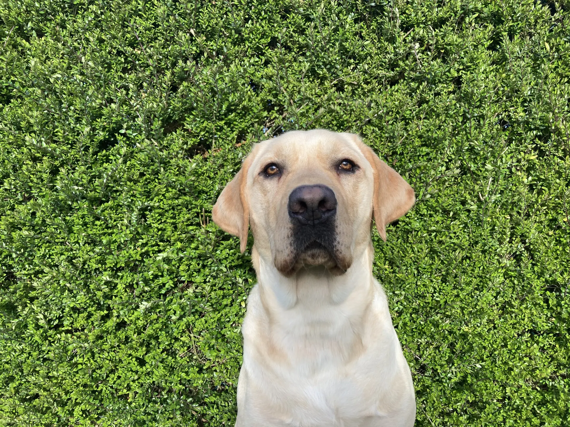 Libi gele reu labrador retriever
