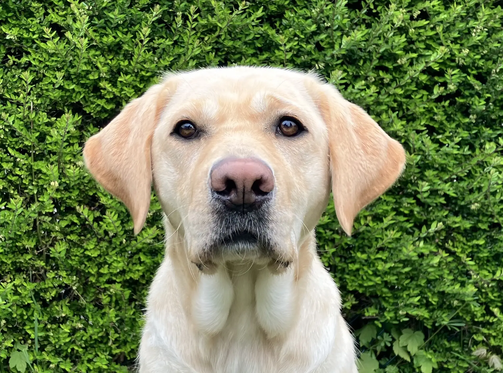 Loekie gele teef labrador retriever