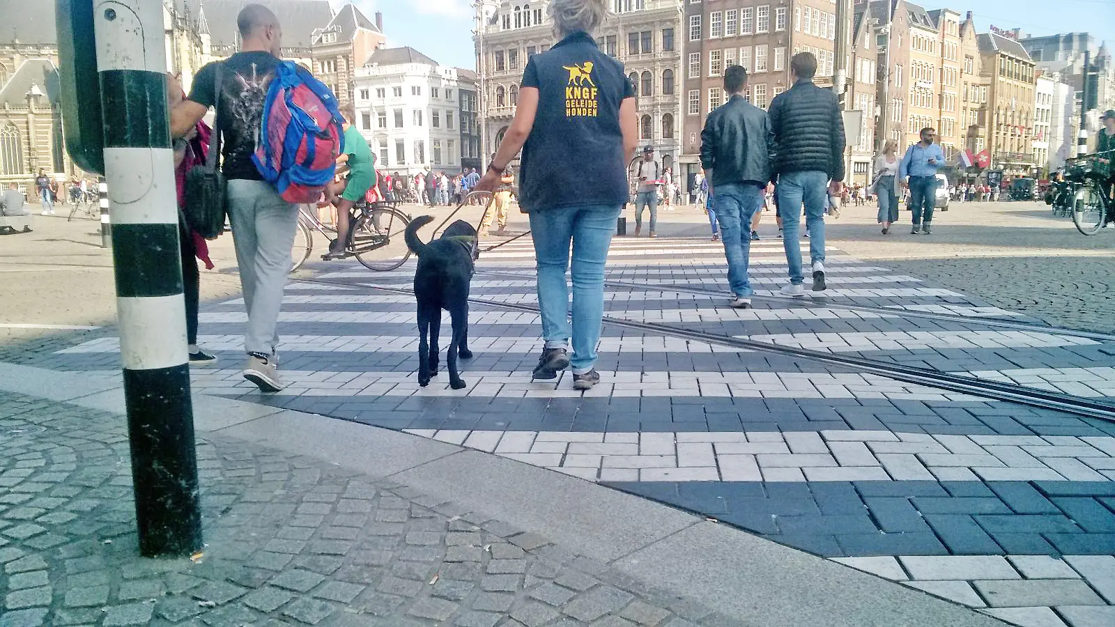 Trainster Marianne steekt in een drukke stad een zebrapad over met een geleidehond