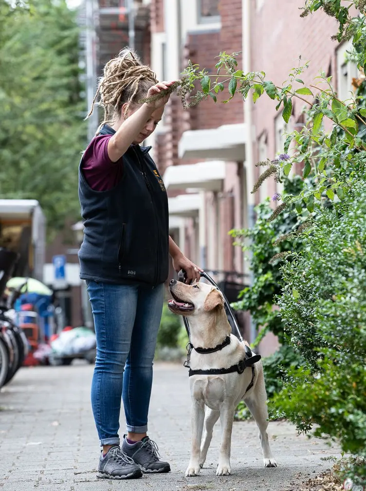 Trainster Marianne wijst omhoog om een hulphond in opleiding een hoogte obstakel aan te leren