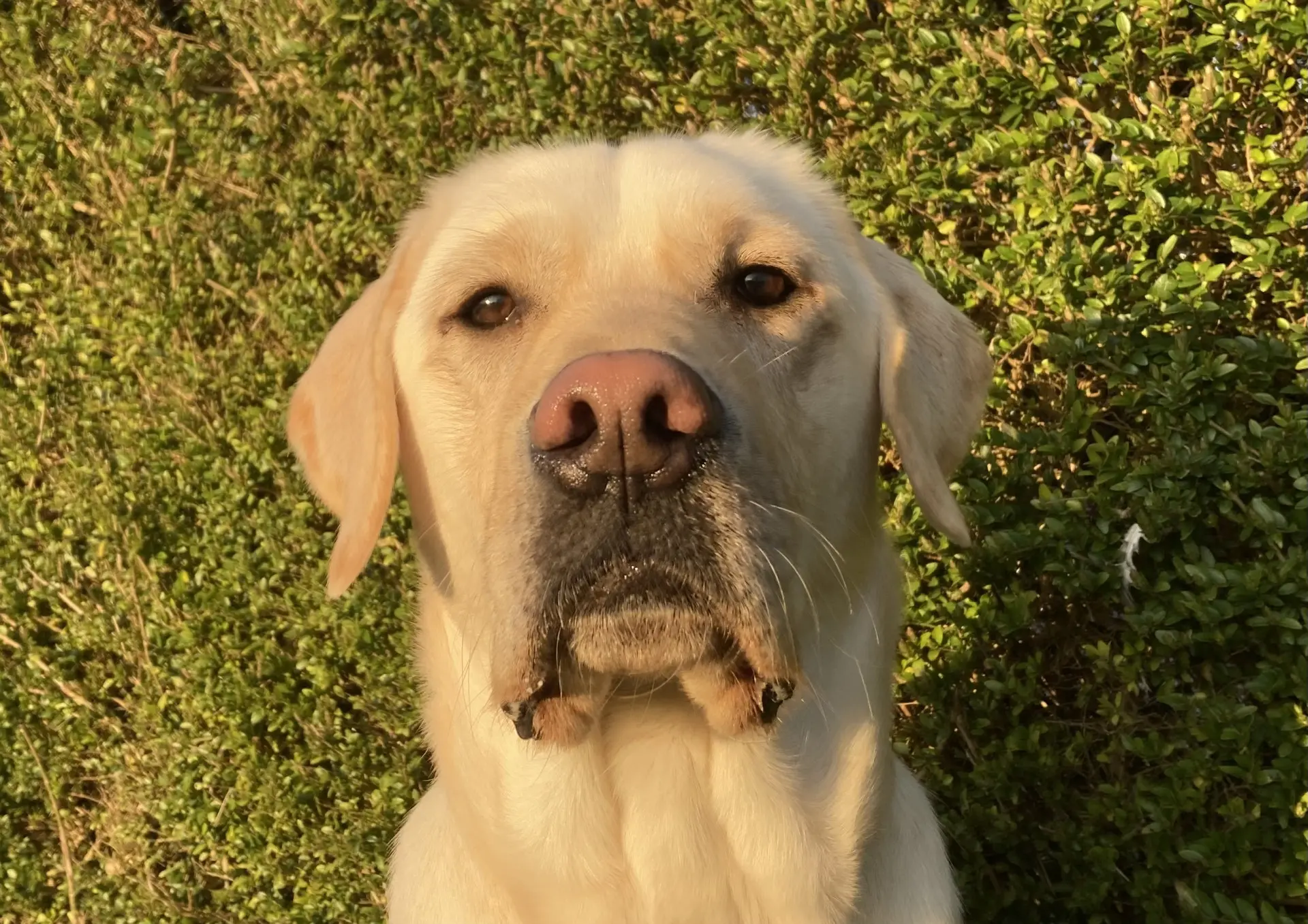 Mohan gele reu labrador retriever
