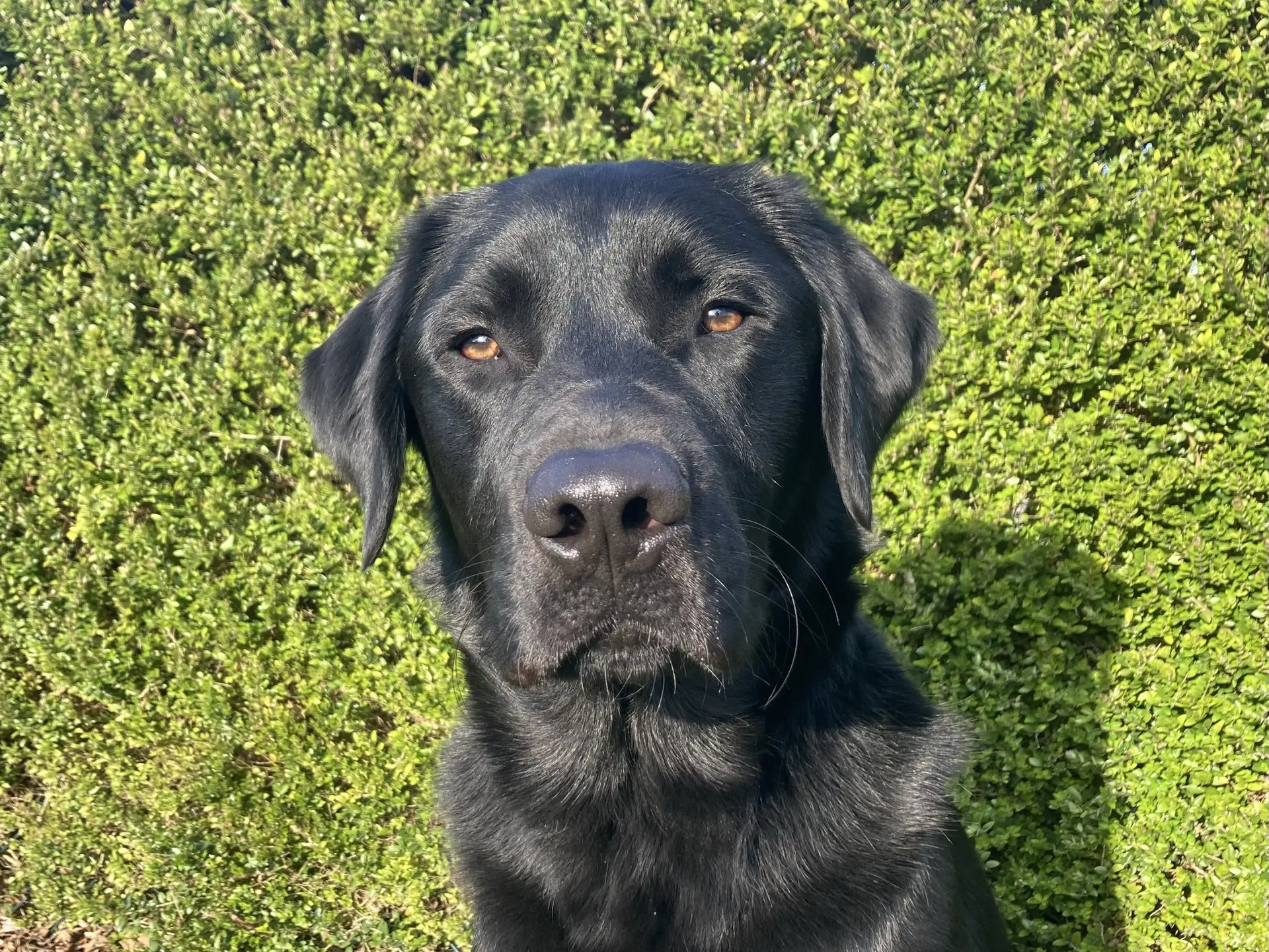 Nilmar zwarte reu labrador golden retriever