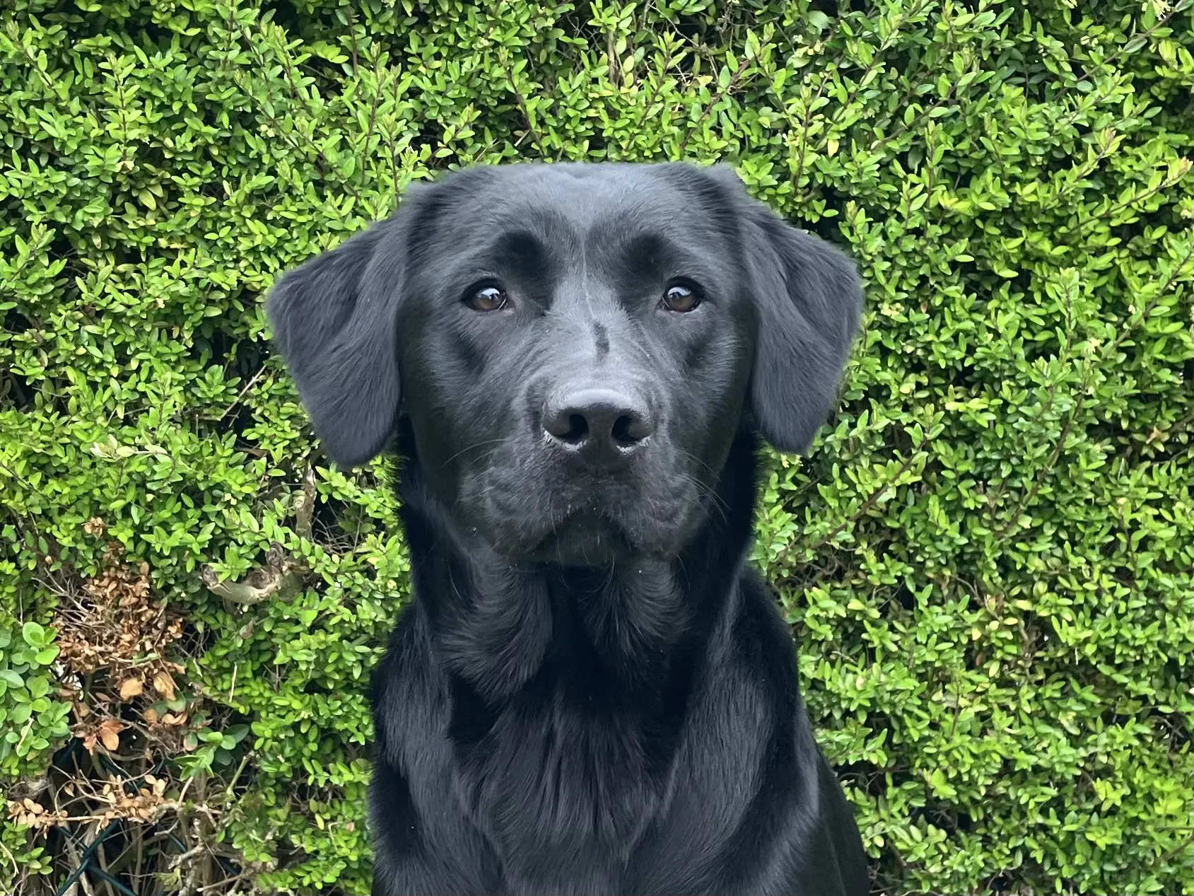 Niya zwarte teef labrador golden retriever