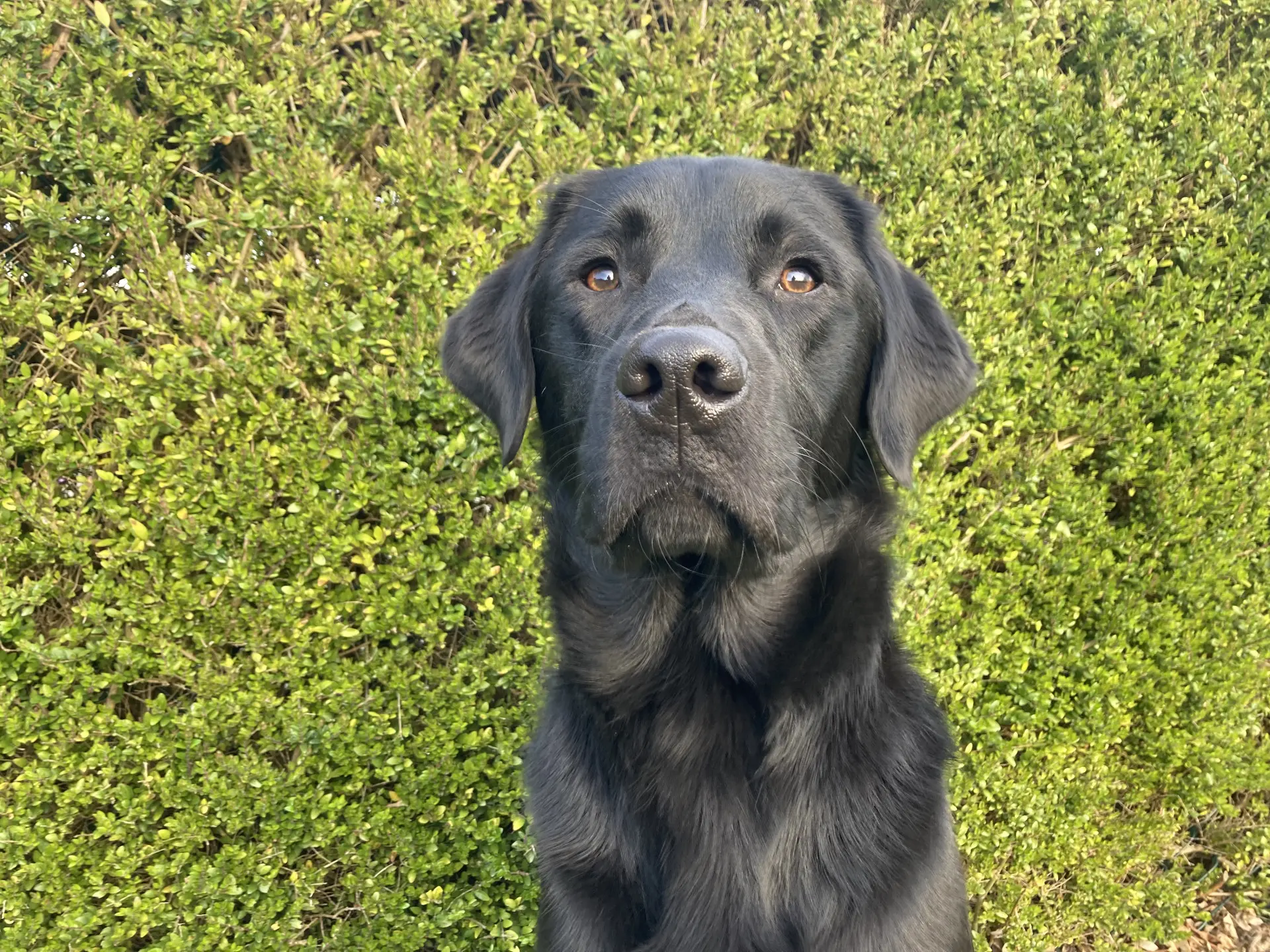 Noetsie zwarte reu labrador golden retriever