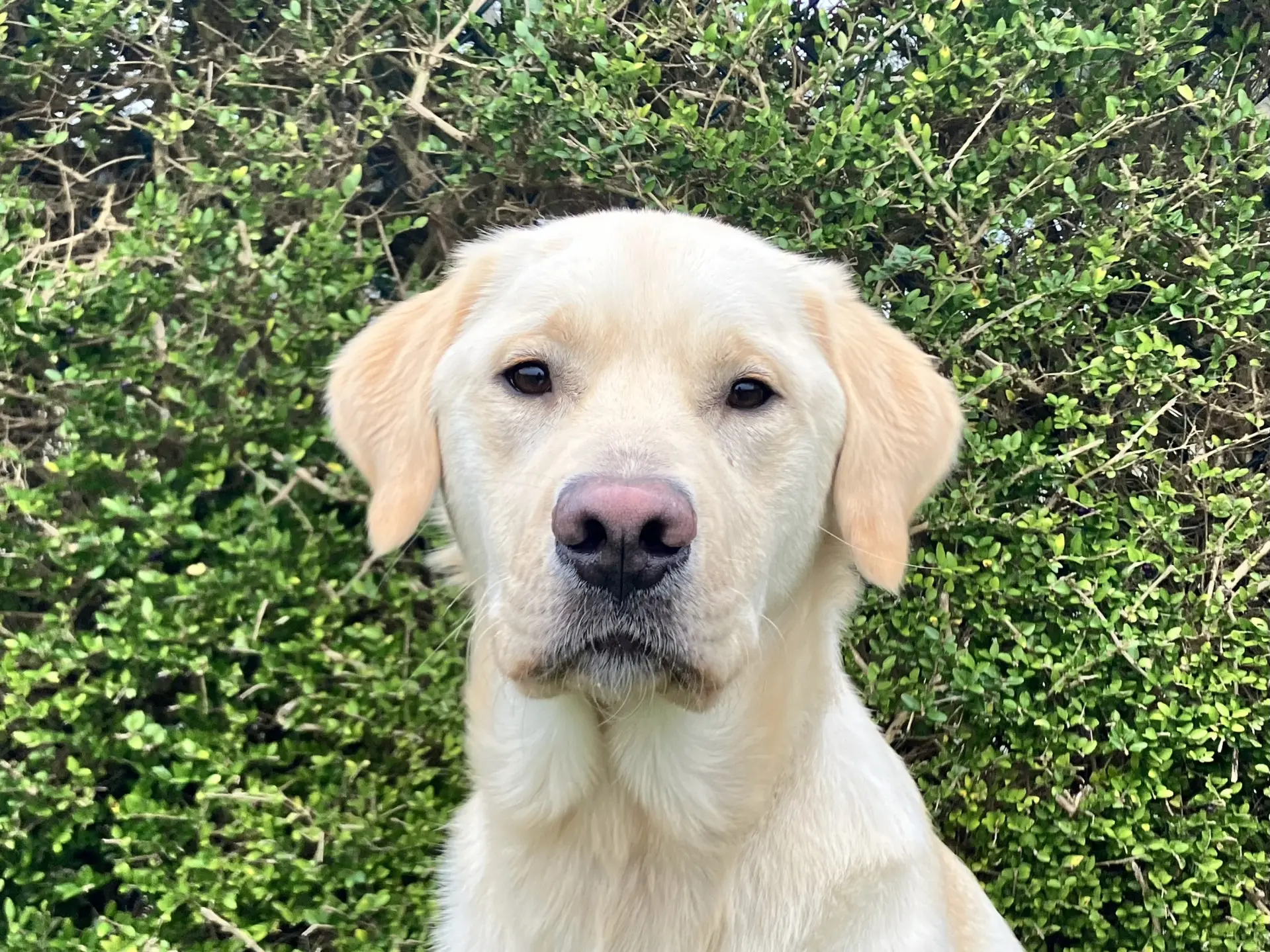 Nomi gele reu labrador golden retriever