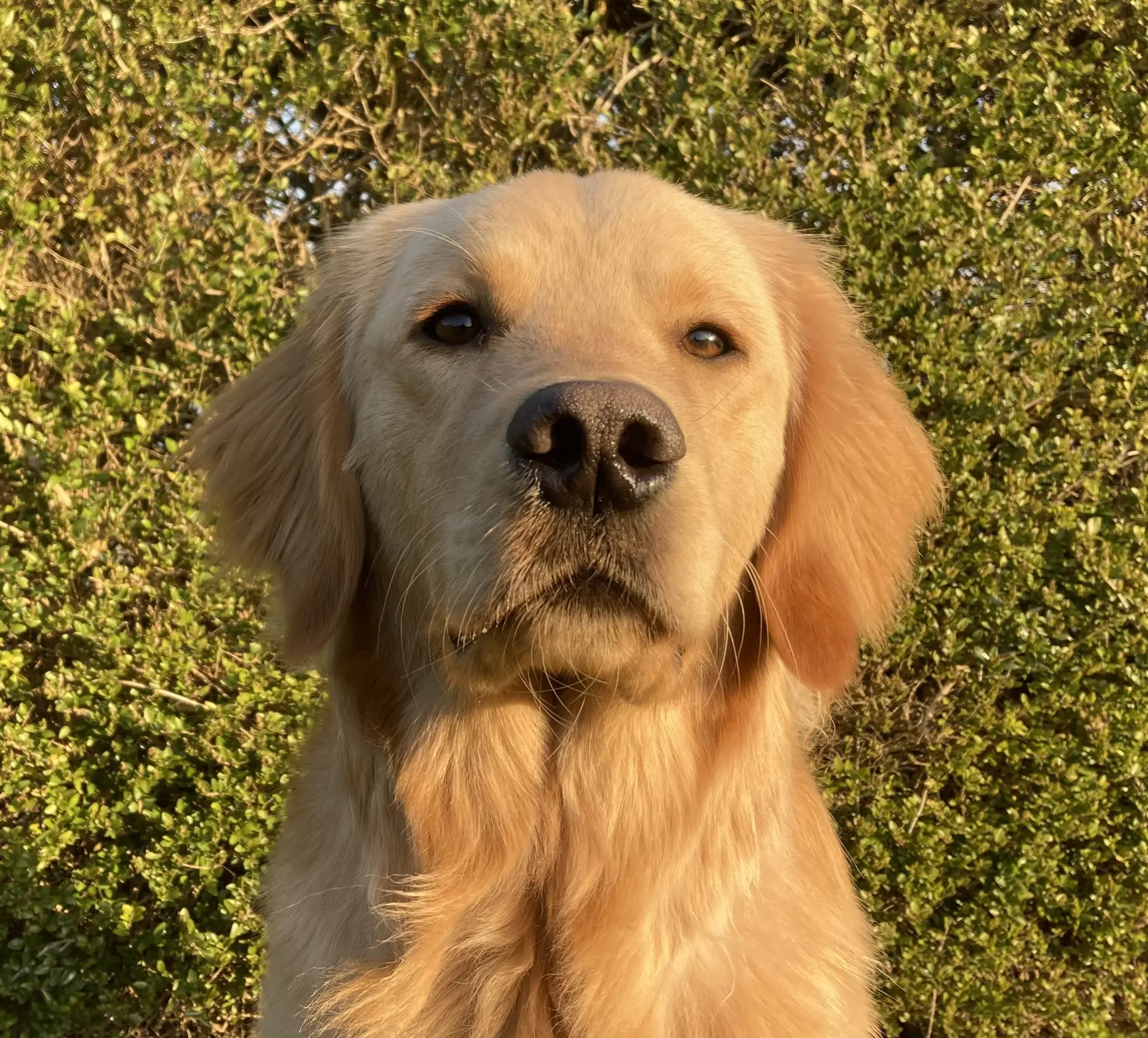 Oker gele reu labrador golden retriever