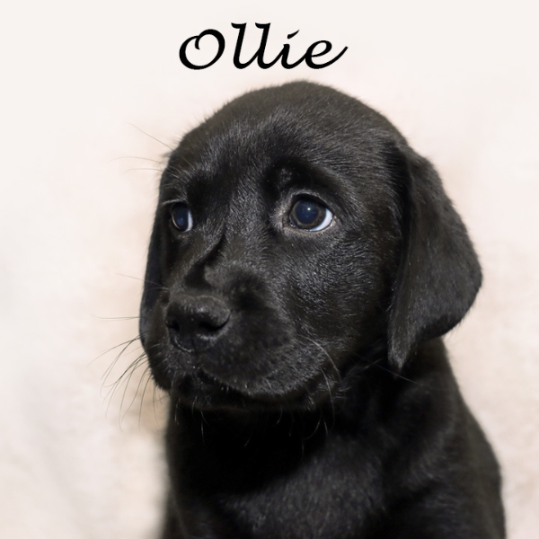 Portretfoto van pup Ollie een zwarte labrador