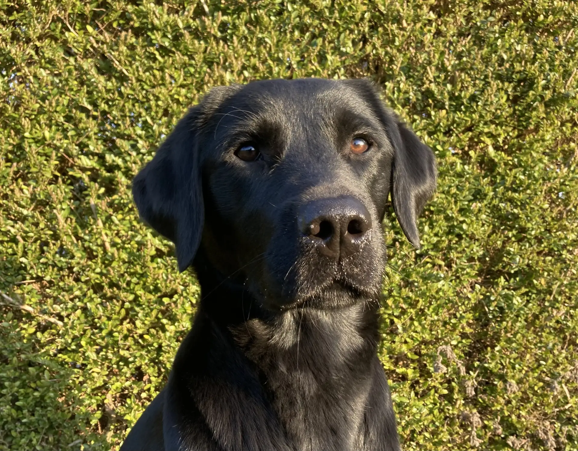 Orrie zwarte teef labrador golden retriever