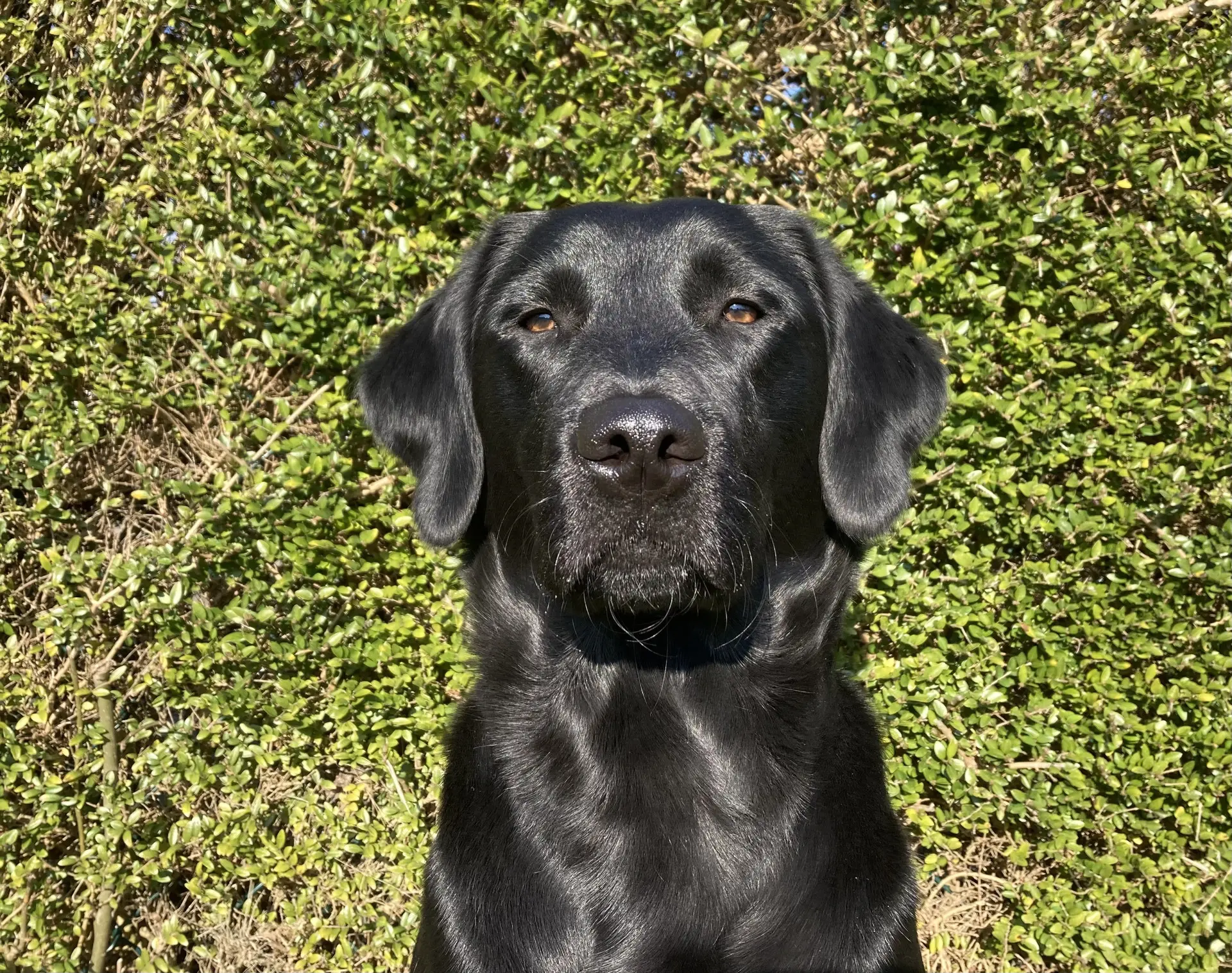 Osca zwarte teef labrador golden retriever
