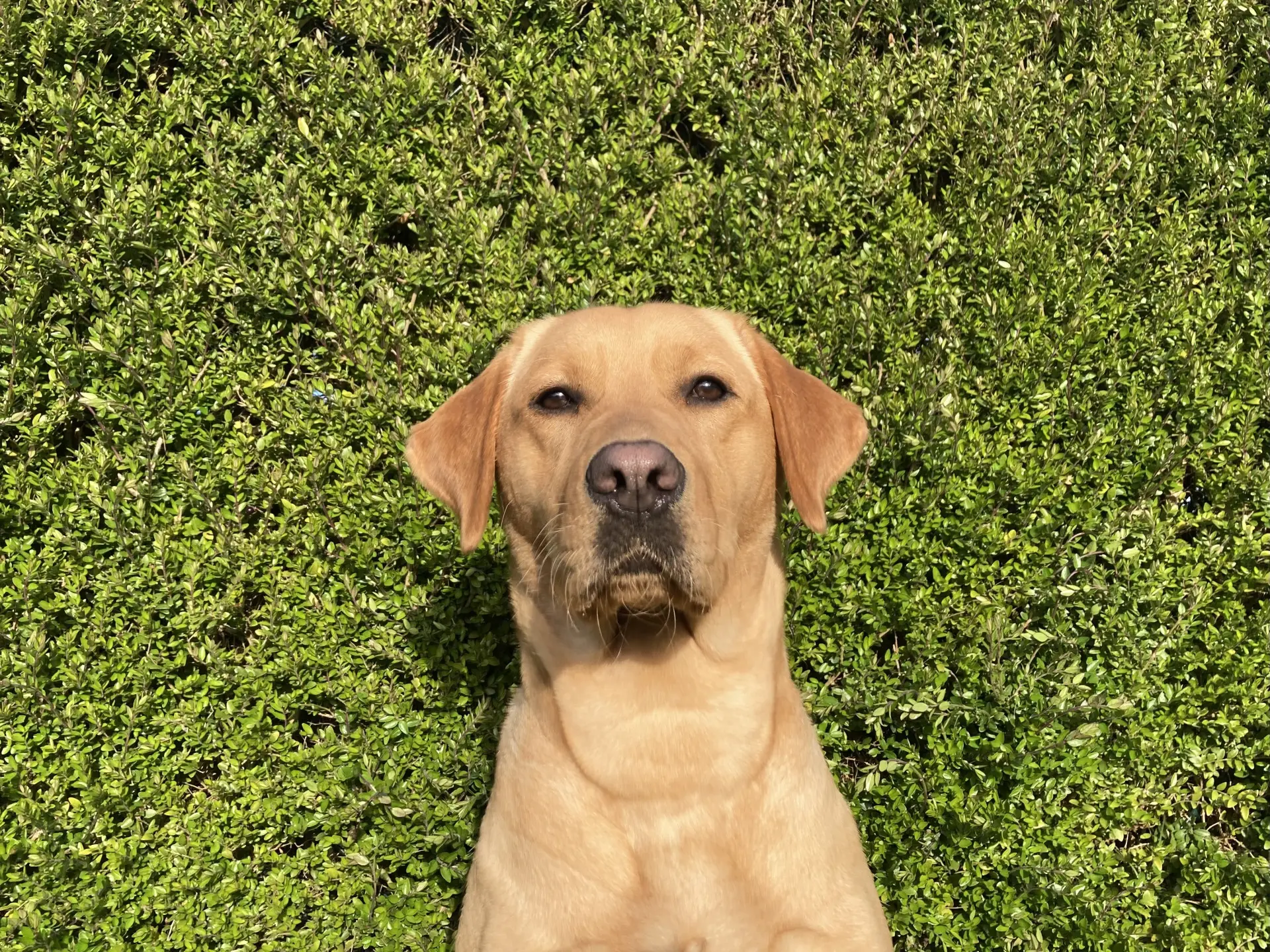 Pax gele teef labrador retriever