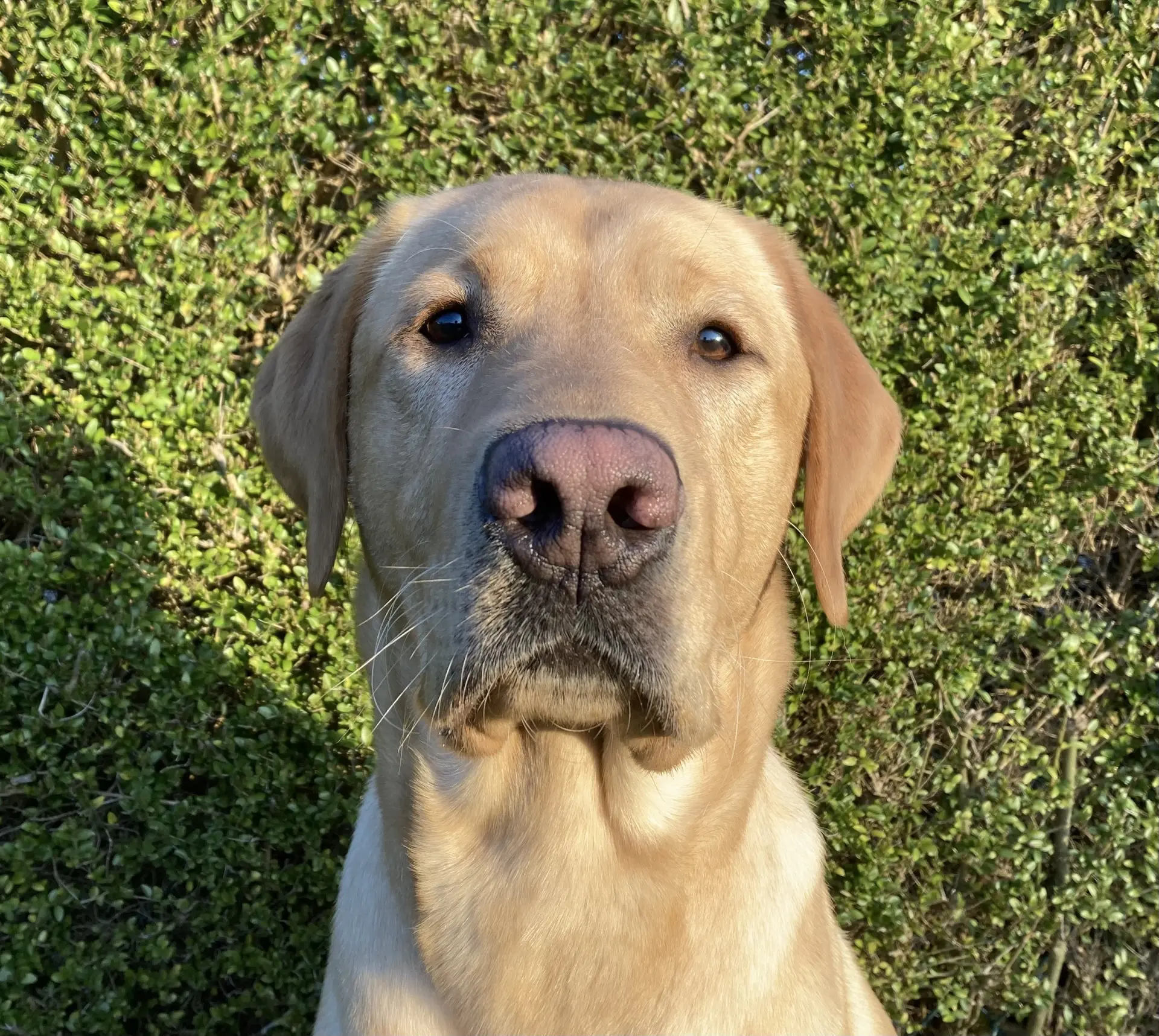 Pepijn gele reu labrador retriever