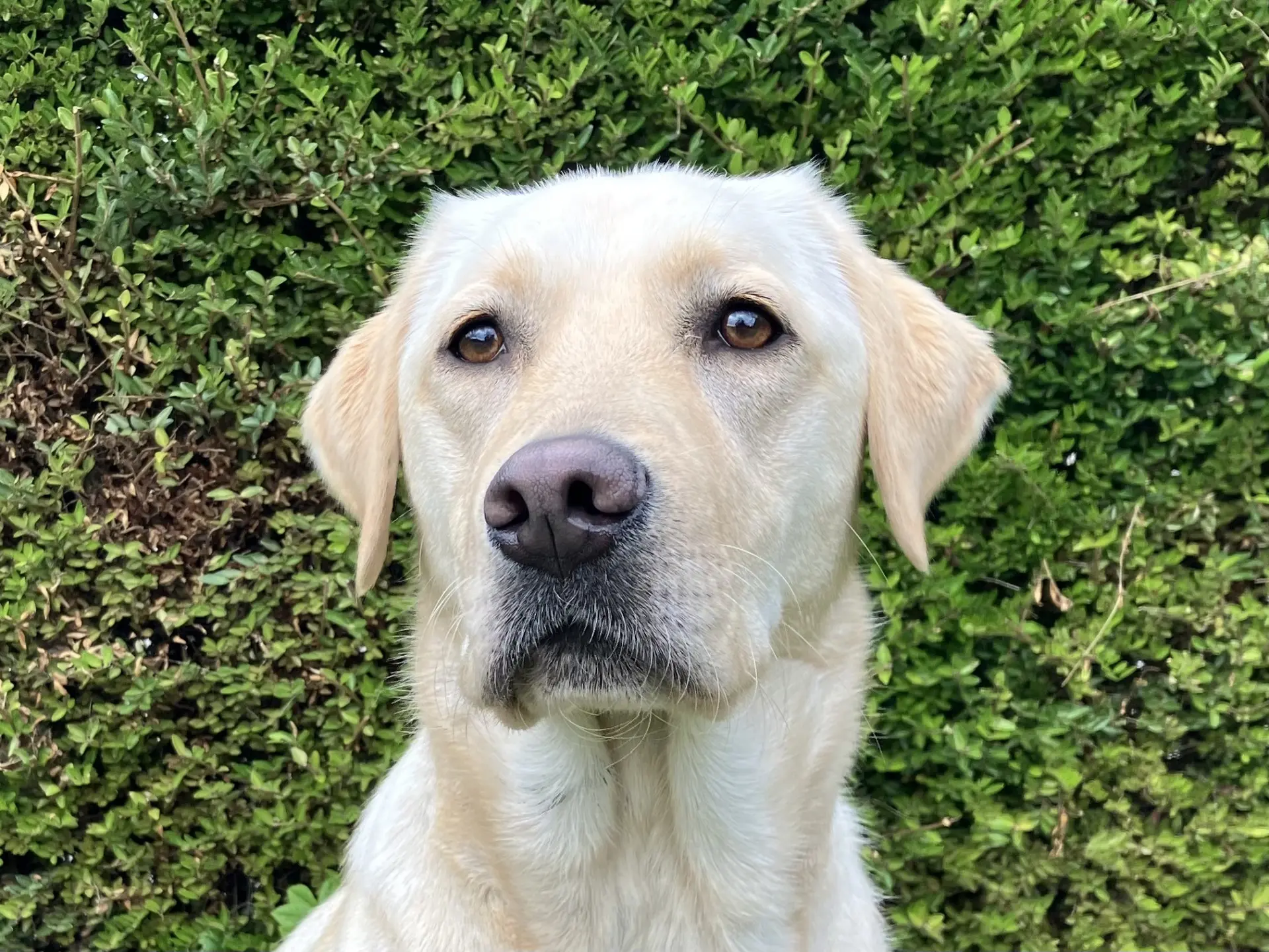 Pichu gele teef labrador retriever