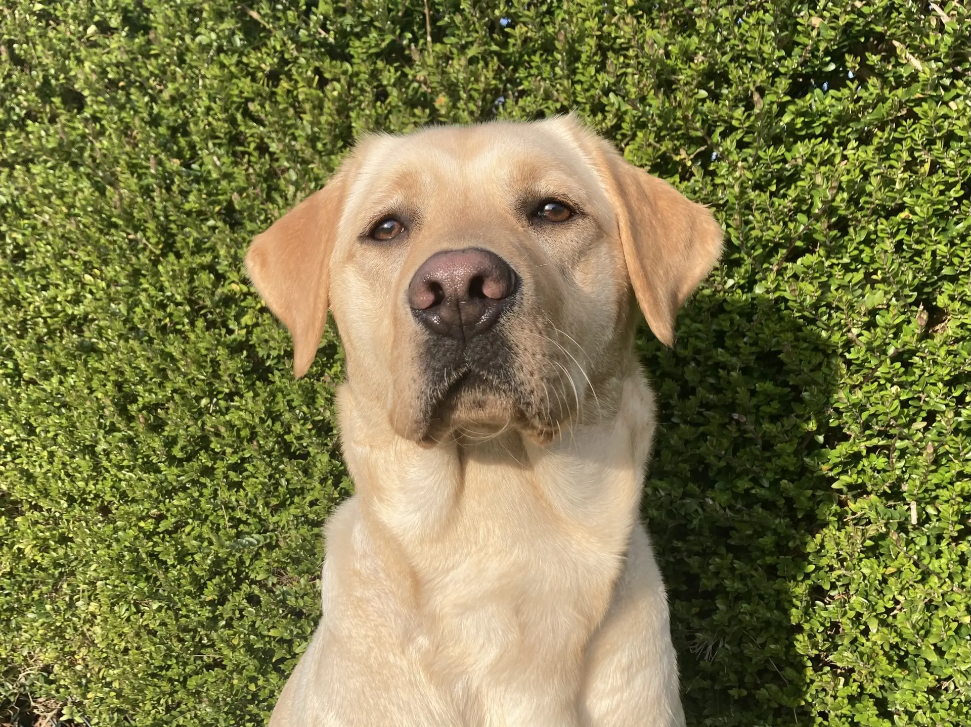 Pippi gele teef labrador retriever