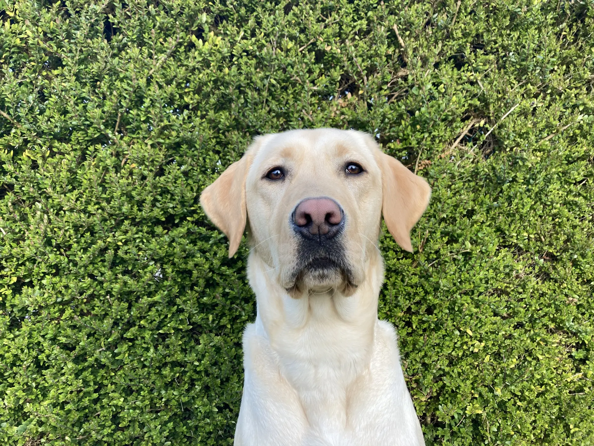 Polly gele teef labrador retriever