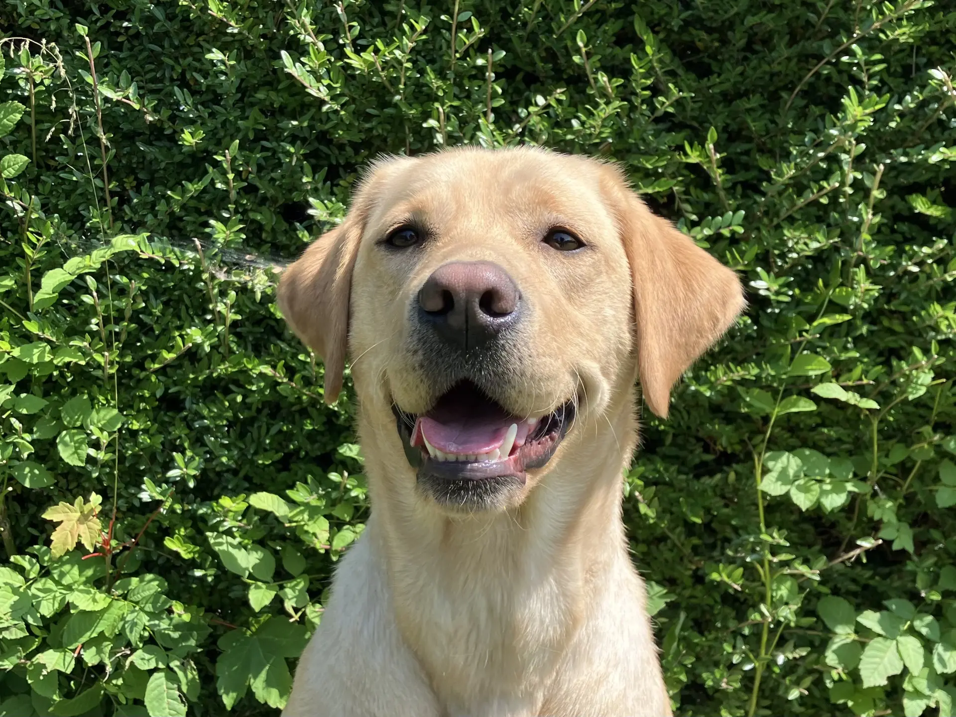Ponyo gele teef labrador retriever