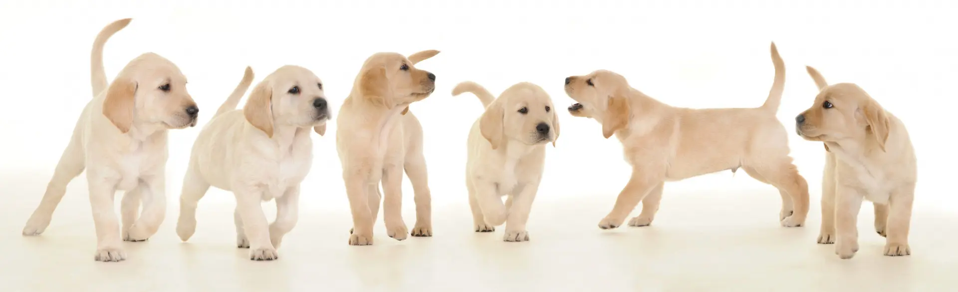 een aantal blonde pups op een rij