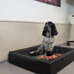 cocker spaniel zit in een mand