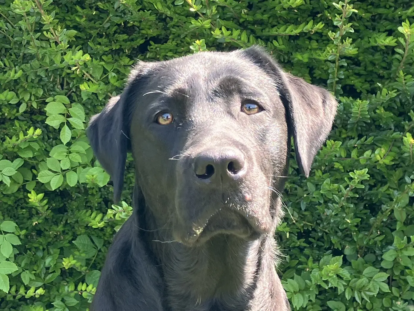 Raiza zwarte teef labrador retriever