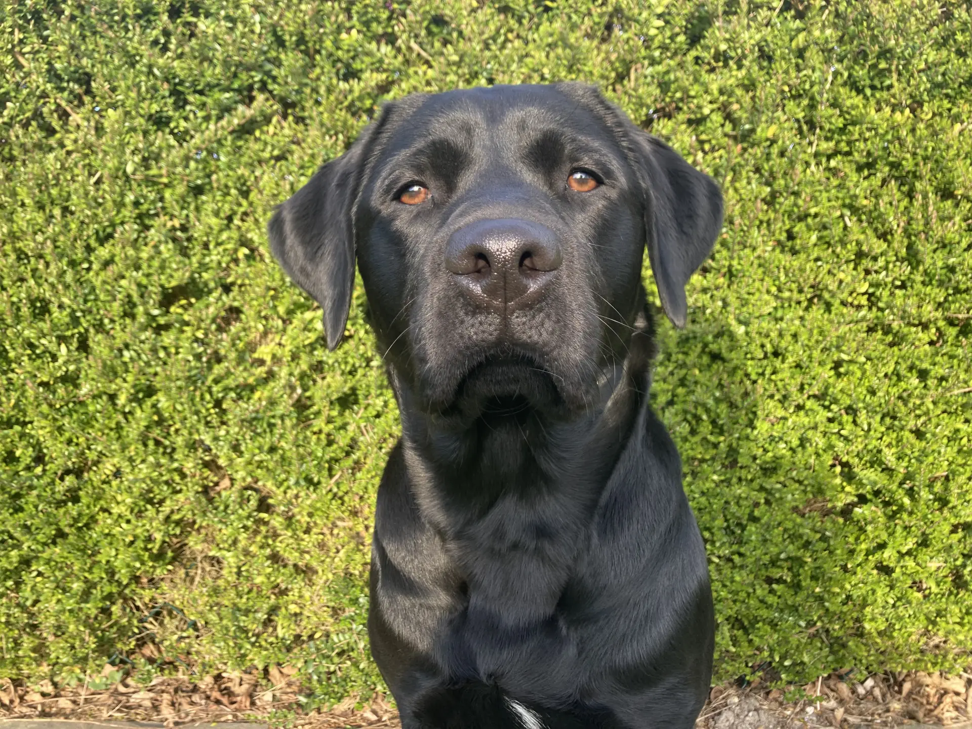 Raya zwarte teef labrador retriever