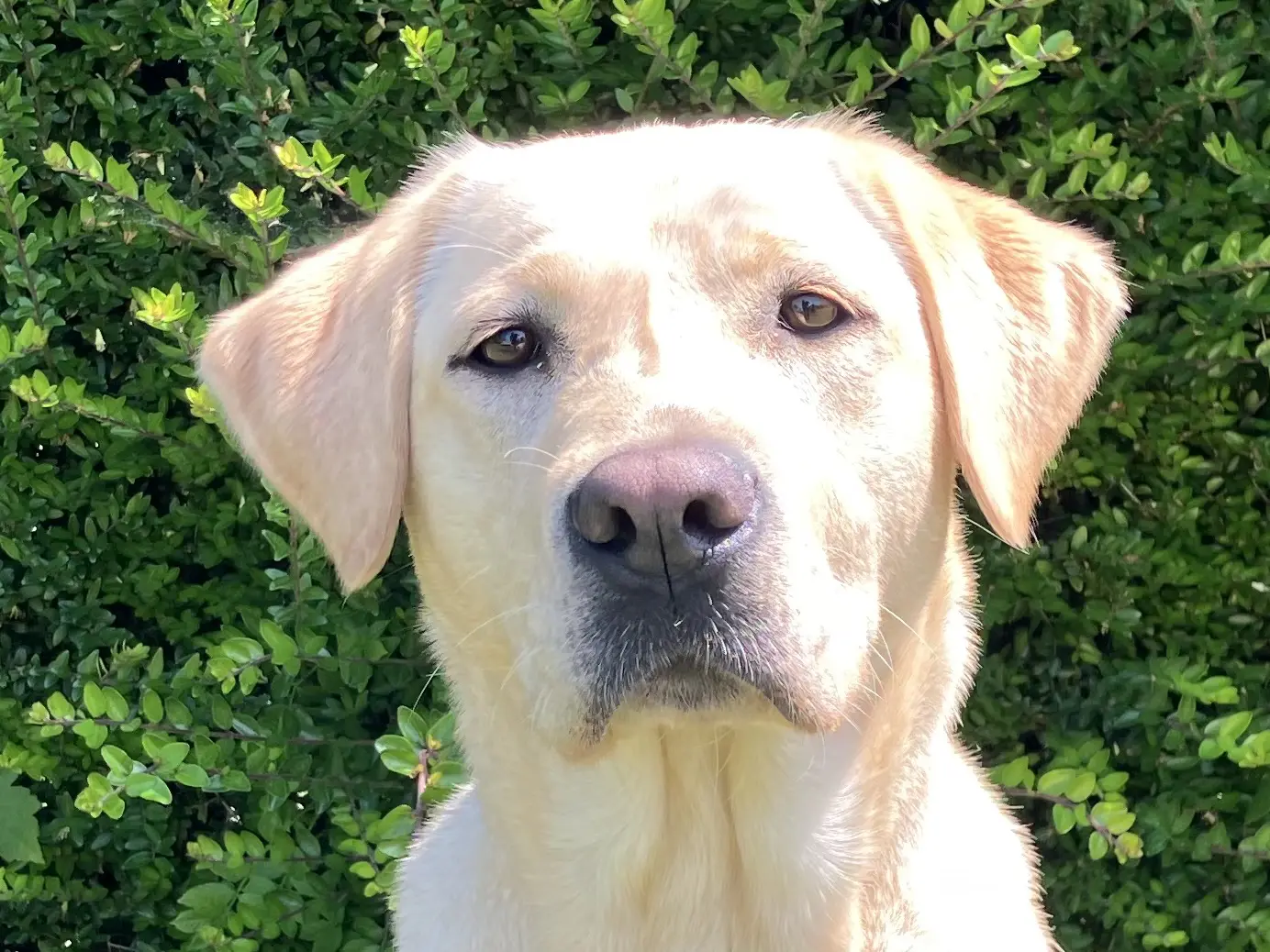 Robijn gele teef labrador retriever