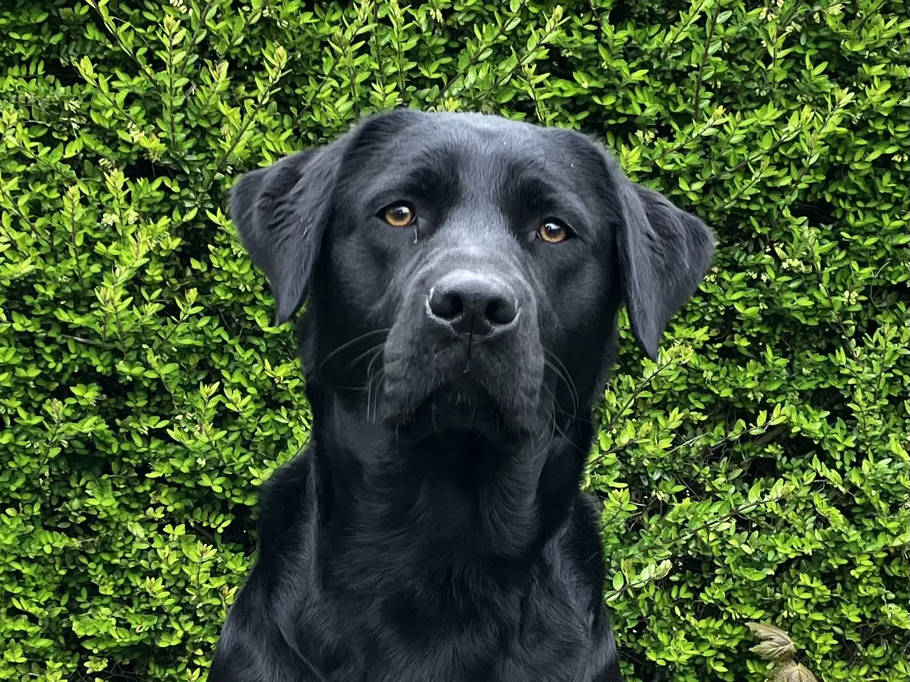 Ronja zwarte teef labrador retriever