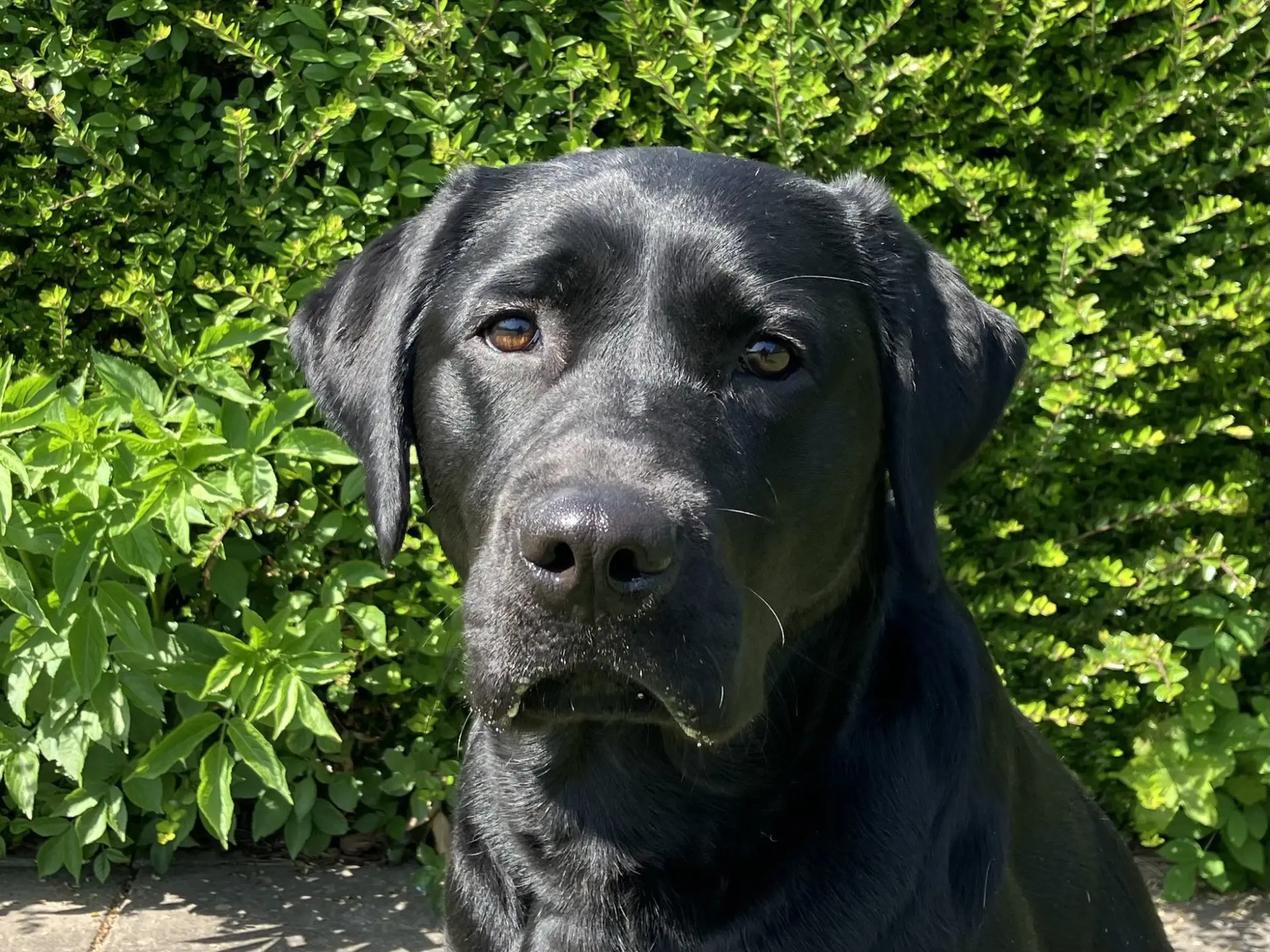 Ruby zwarte teef labrador retriever