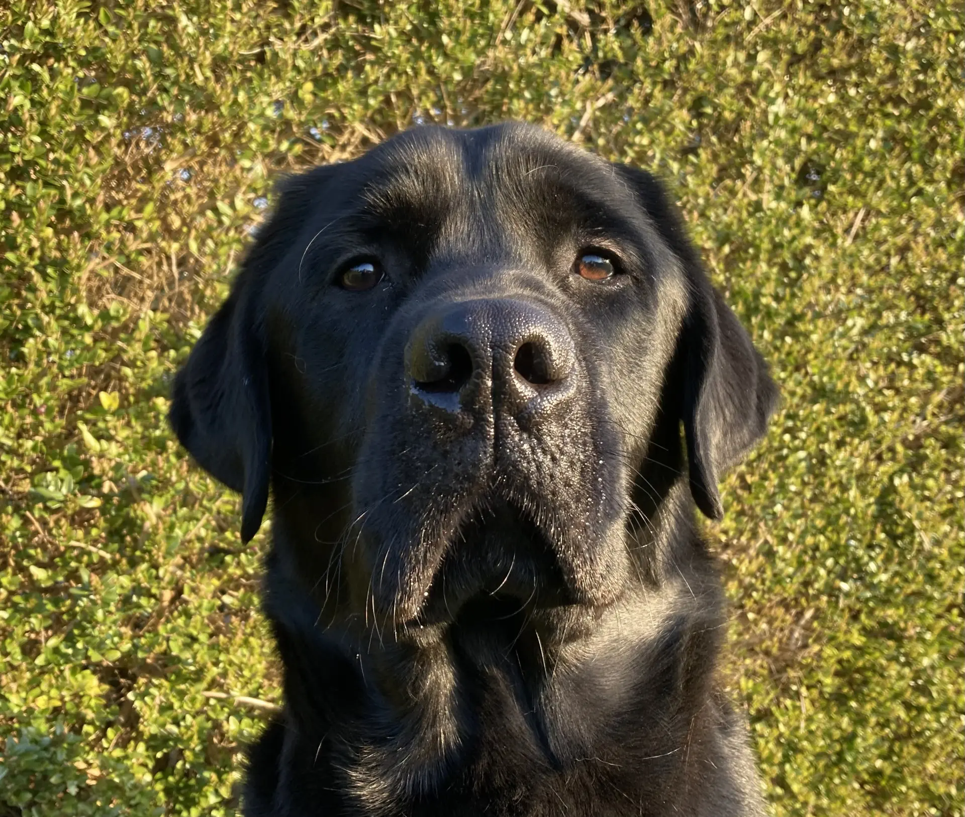 Rudolph zwarte reu labrador retriever
