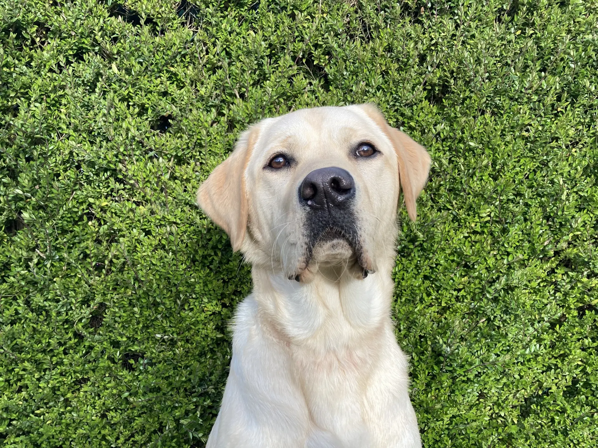 Rusty gele reu labrador retriever