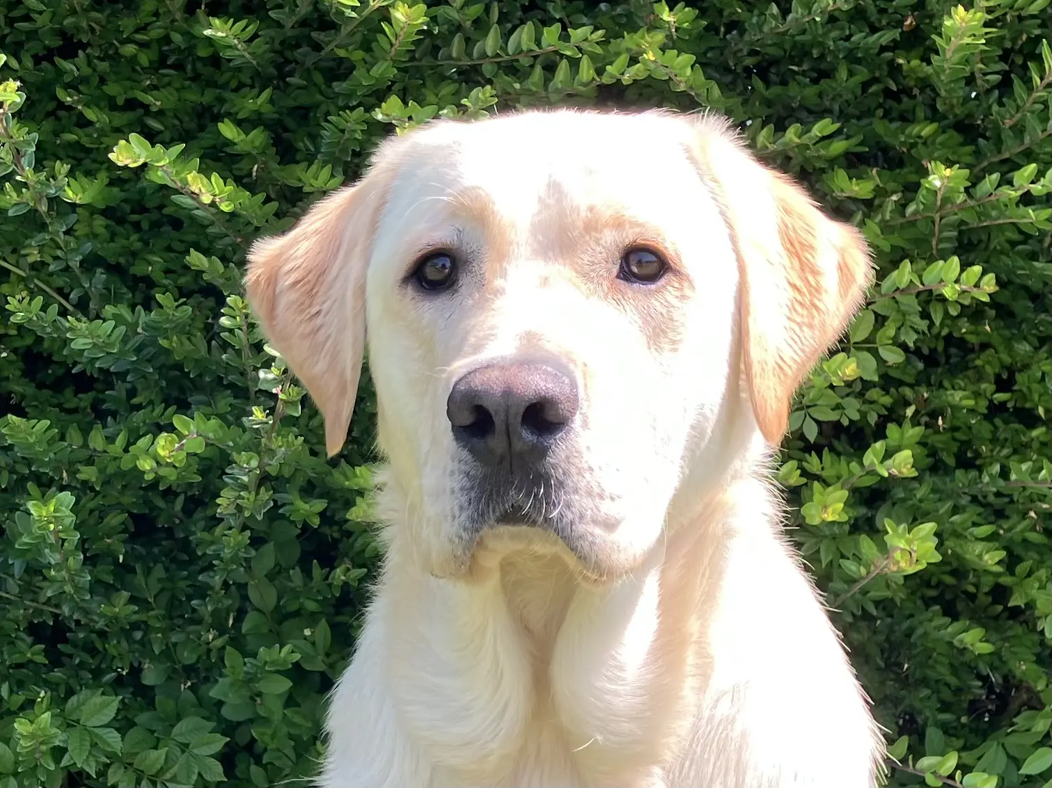 Sam gele reu labrador golden retriever