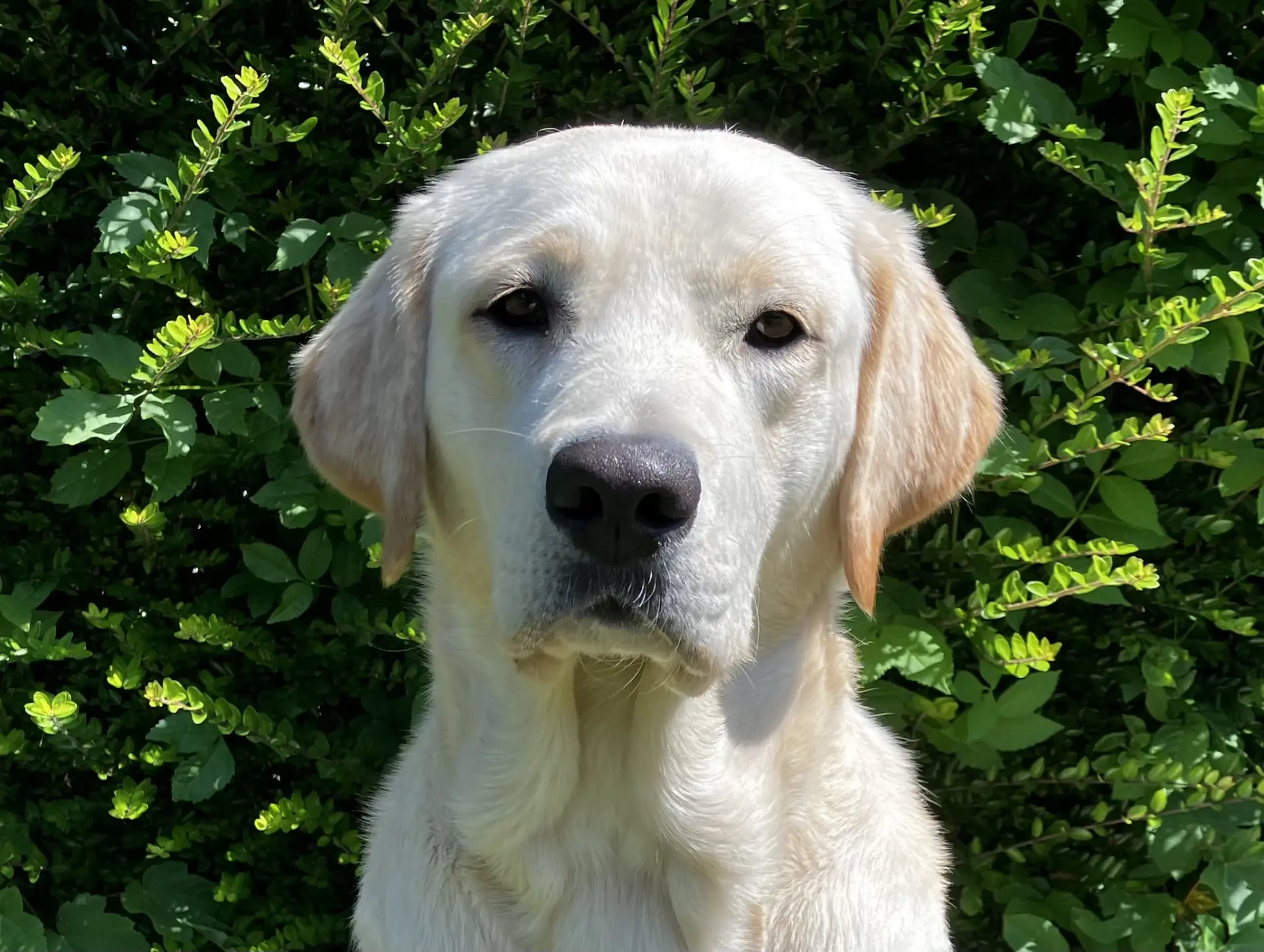 Senne gele teef labrador golden retriever