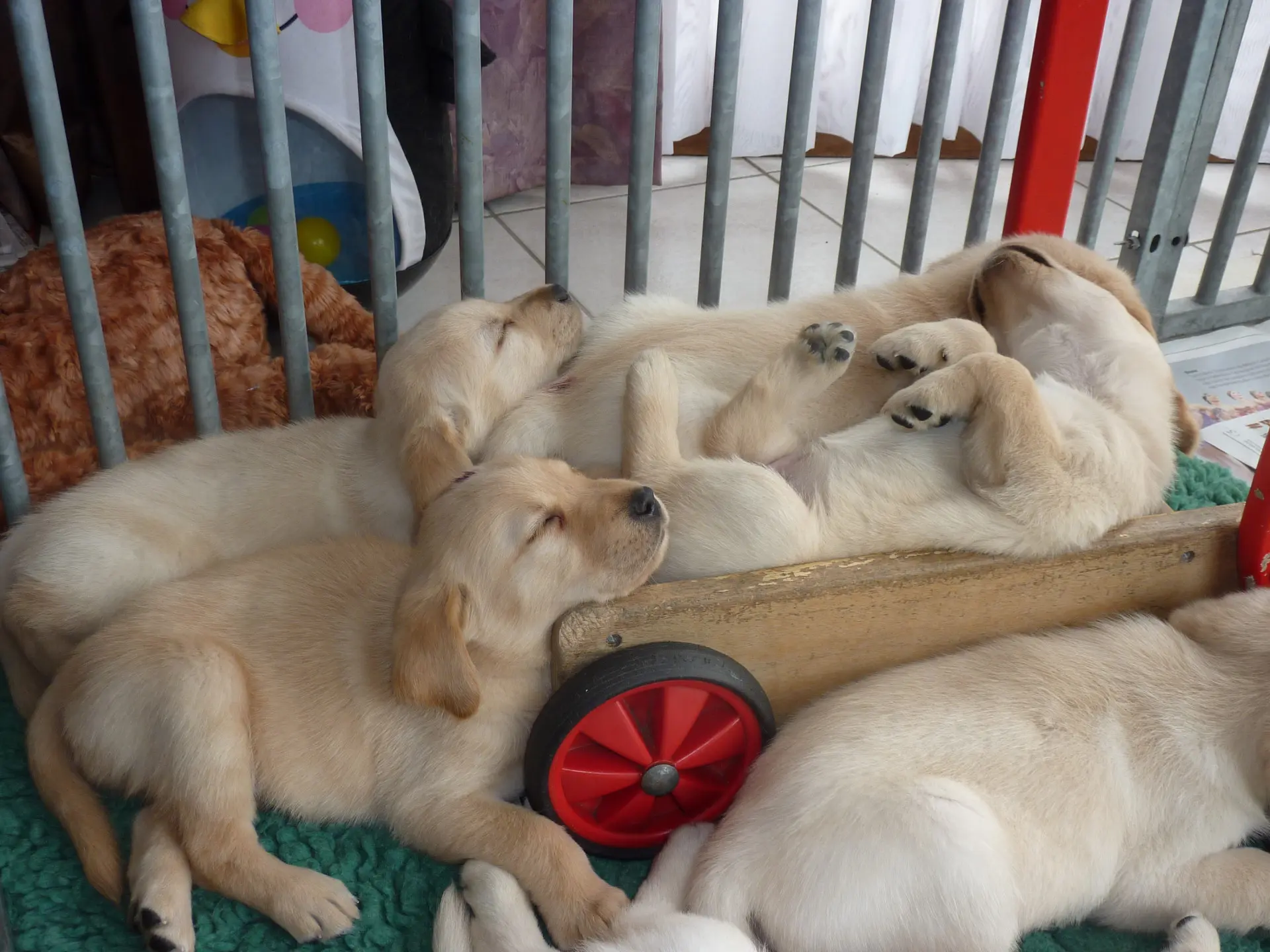 slapende pups