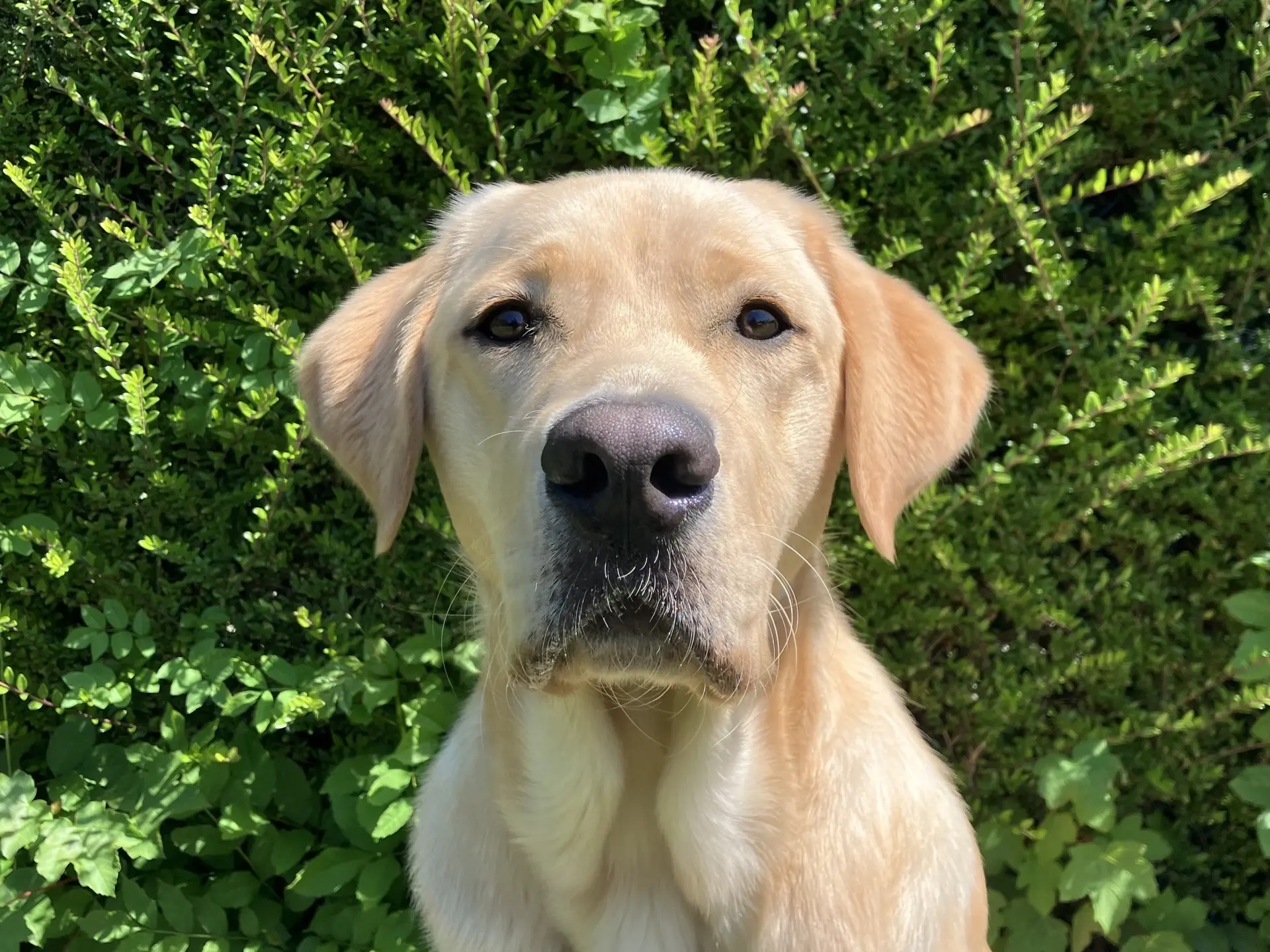 Smokey gele reu labrador golden retriever