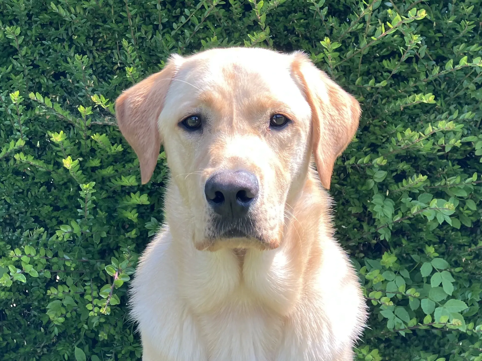 Spikey gele reu labrador golden retriever