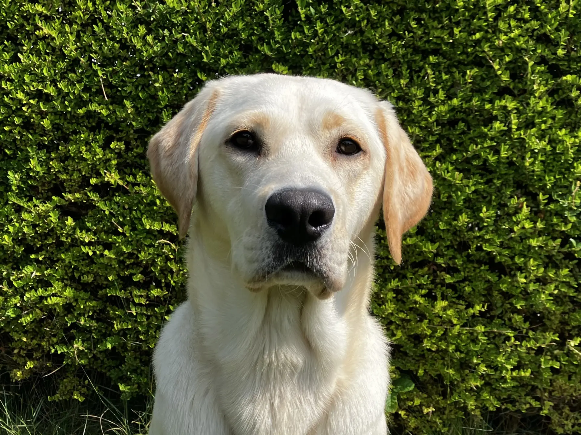 Suusje gele teef labrador golden retriever