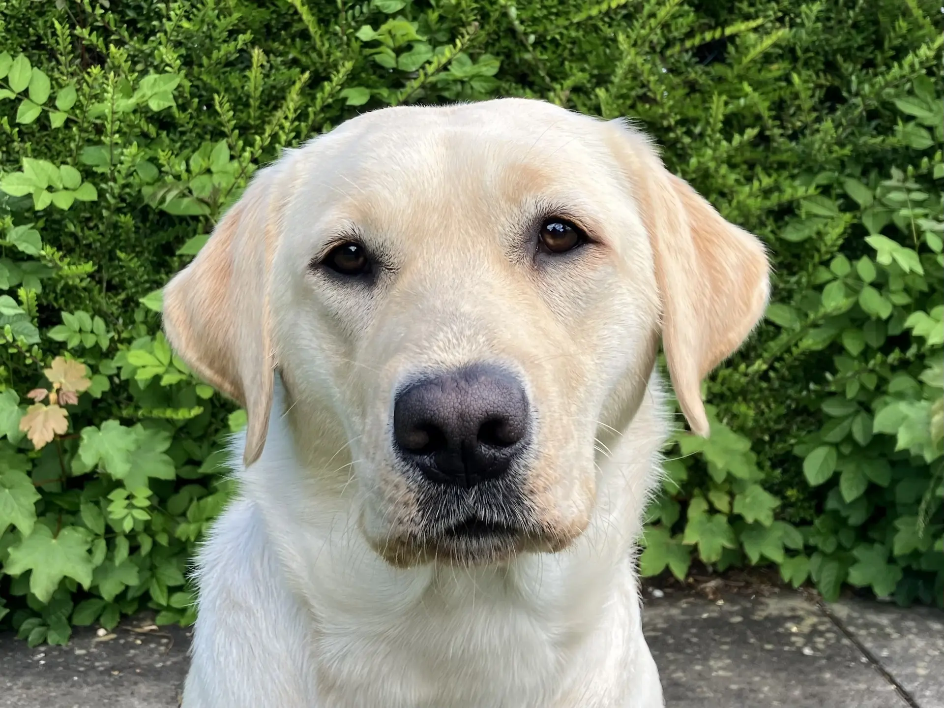 Taffy gele teef labrador retriever