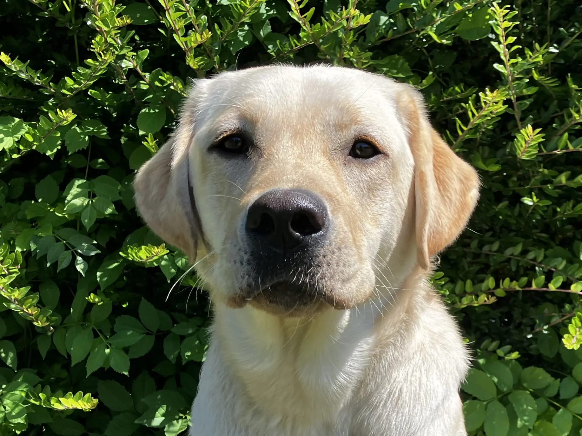 Talu gele reu labrador retriever