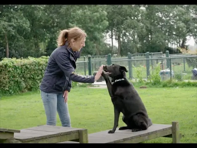 Trainster Patricia geeft een hond die meedoet aan de PAWS cursus een high-five
