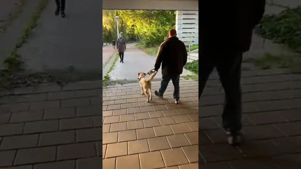 Blindengeleidehond laat zien dat deze niet wordt afgeleid door een andere hond