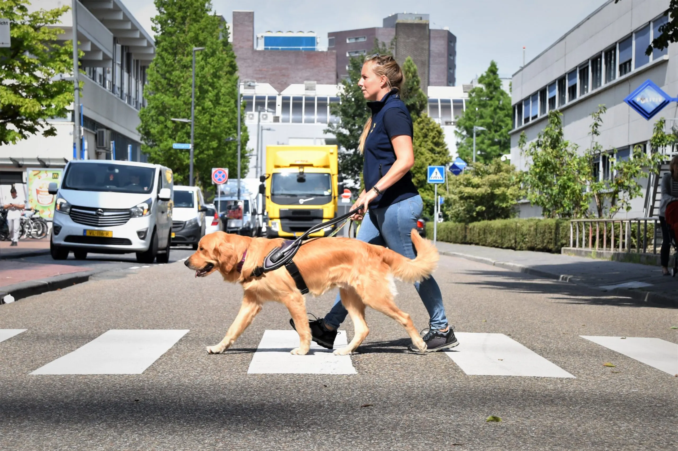 Trainster Samantha steekt samen met een geleidehond in tuig over op het zebrapad