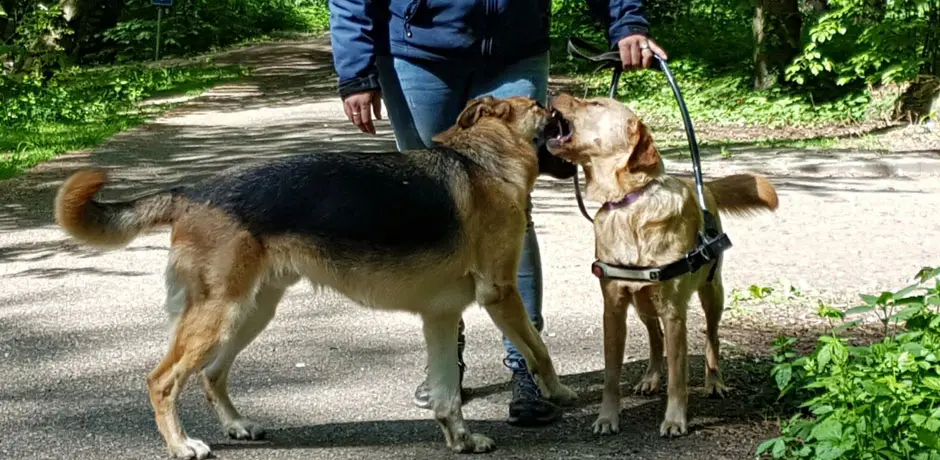 Twee honden, waarvan een geleidehond in tuig, komen elkaar tegen in het park